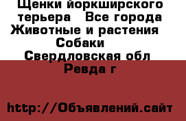 Щенки йоркширского терьера - Все города Животные и растения » Собаки   . Свердловская обл.,Ревда г.